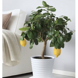 Лимонное дерево в керамическом кашпо 