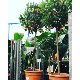 Мандарин в горшке, штамб, высота 150 см.