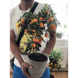 Кумкват в кашпо 