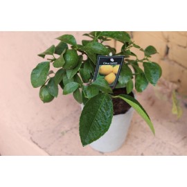 Лимон в сером кашпо 