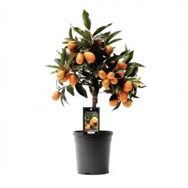 Кумкват с плодами высота 65 см