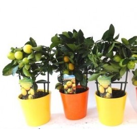 Цитрусовый микс