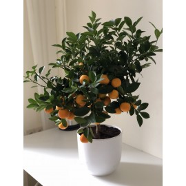 Мандариновое дерево 70-80 см., в кашпо