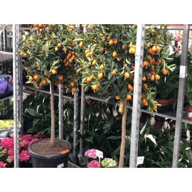 Кумкват 150 см.