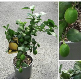 Лимонное дерево 80 см