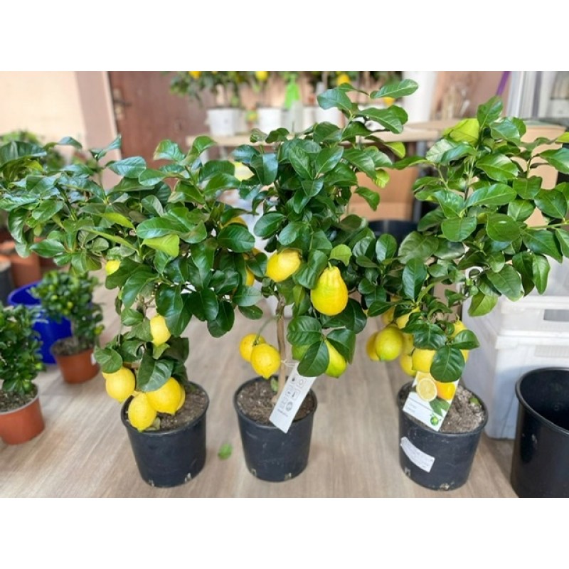Лимон в горшке высота 85-90 см