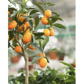 Кумкват высота 45-50 см.