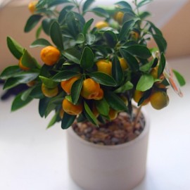 Мандариновое дерево в бетонном кашпо