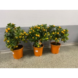 Акция! Мандариновое дерево 60 см.