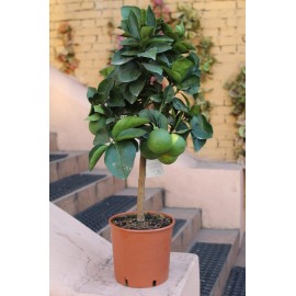 Апельсиновое дерево высота 80 см