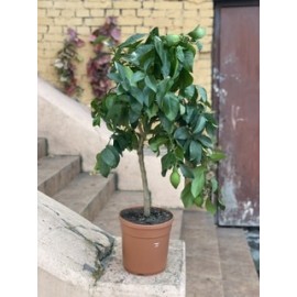 Метровый лимон