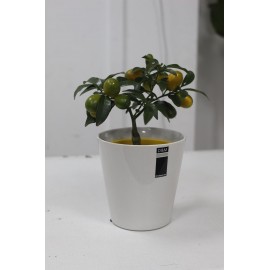 Цитрусовый малыш в кашпо