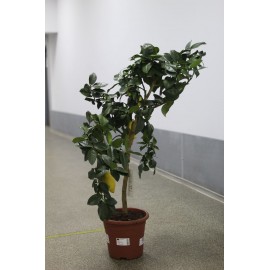 Лимонное дерево 125 см.