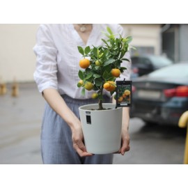 Солнечный красивчик 