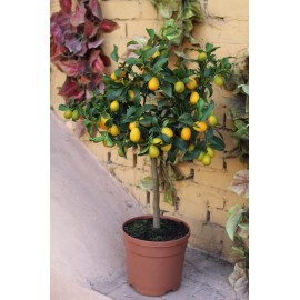 Кумкват 90 см