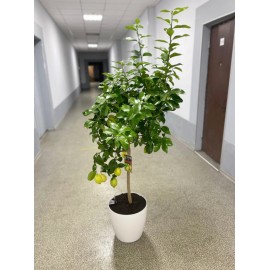 Лимонное дерево 140-150 см в кашпо с автополивом 
