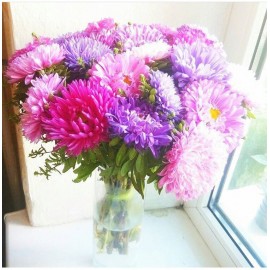 Cтильные астры