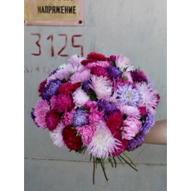 Осторожно, астры!