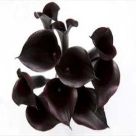 Черные каллы поштучно от 9 штук