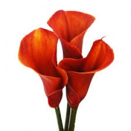 оранжевые каллы поштучно от 9 штук