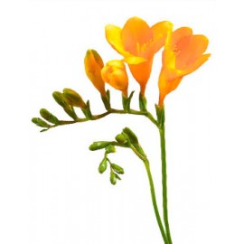 Желтые фрезии поштучно от 29 штук