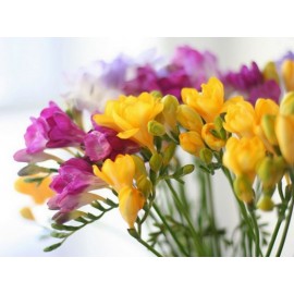 Фрезии микс от 29 штук