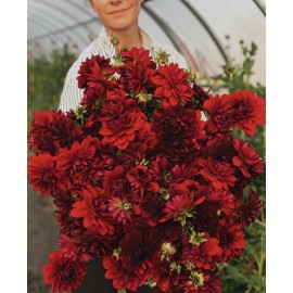 51 красный георгин 