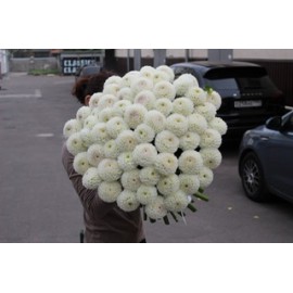 101 белый георгин