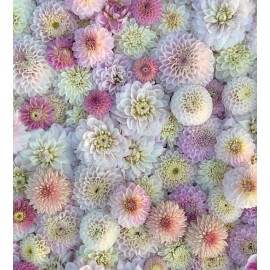 Нежный микс из 101 Георгина