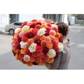 101 яркий георгин 