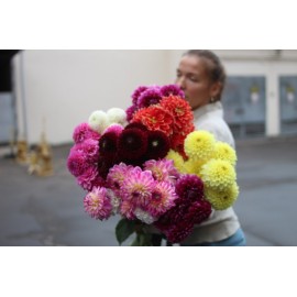 101 георгин микс