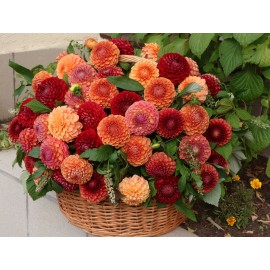 Корзина 101 георгин