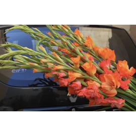 Огненные гладиолусы