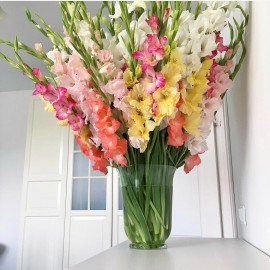 101 Гладиолус