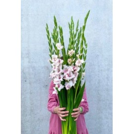 Розовый туман