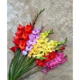 Гладиолусы поштучно от 9 штук (цвет на выбор)