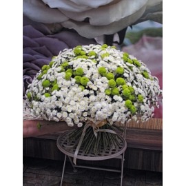 101 хризантема Бакарди