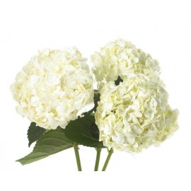 Белая гортензия поштучно от 5 штук