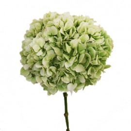 Зеленая гортензия поштучно от 3 штук