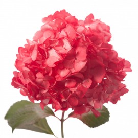 Красная гортензия поштучно от 5 штук.