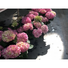 Розовая Гортензия в горшке