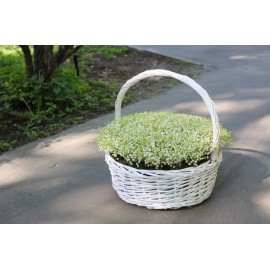 Огромная корзина ландышей 