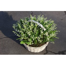 101 ландыш в корзине