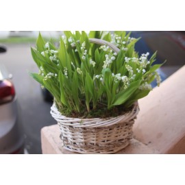 Лесное царство 