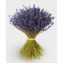 Мечты о провансе