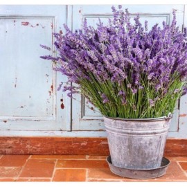 Большое ведро с лавандой