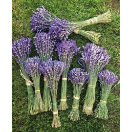 Лаванда оптом поштучно