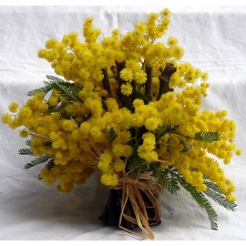 Любимая мимоза