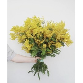 Охапка мимозы