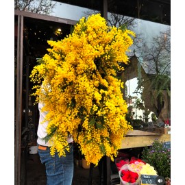 Большой букет мимозы